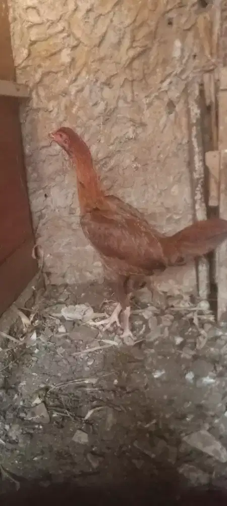 Jual cepat ayam bangkok birma dar aan