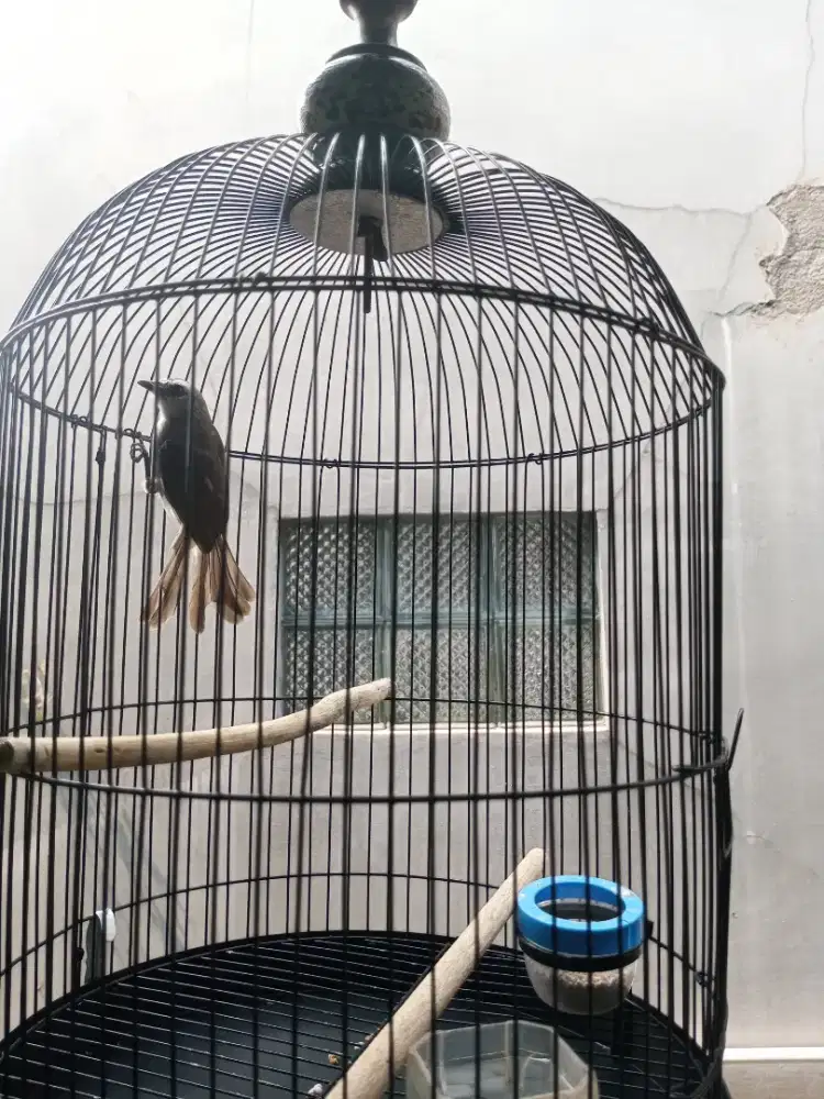 Burung trucukan Jatim jantan