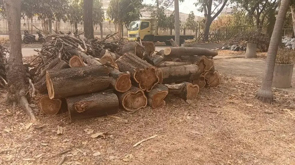 Kayu Tebangan Pohon