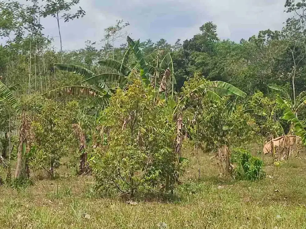 Dijual Kebun Durian 9ha di Jember