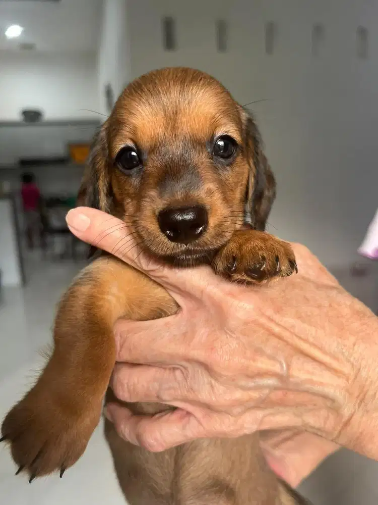 Opent Adopt Stambun Tekel Good quality