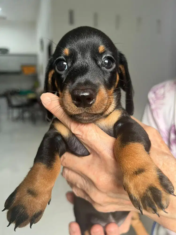 Opent Adopt mini Tekel High Quality Green Eye