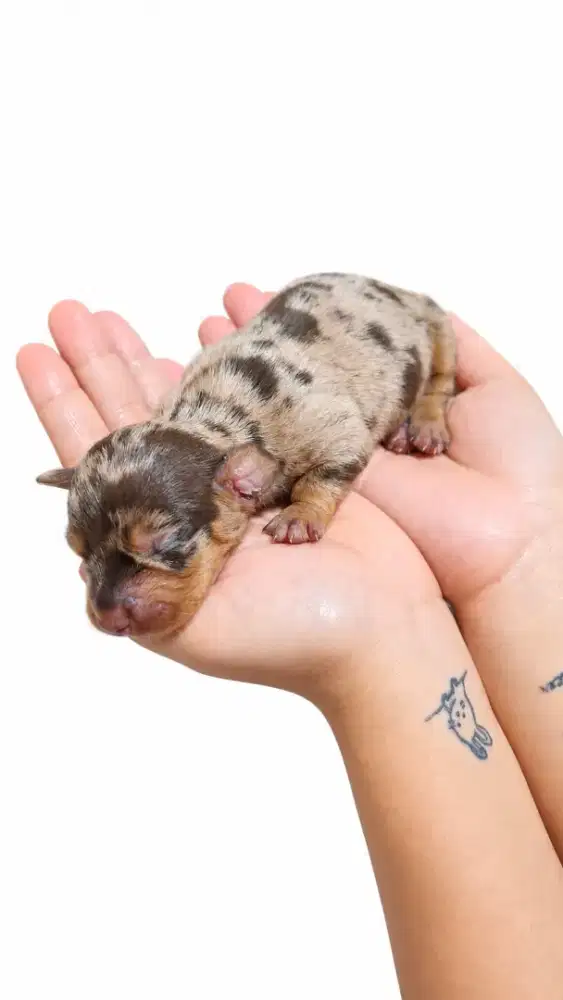 Anakan Anjing Tekel ( pure )