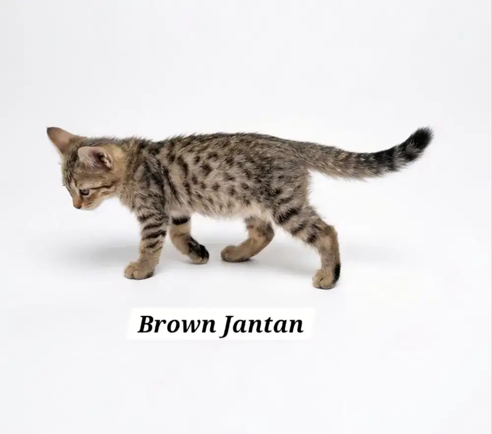 Kucing Kitten Bngal Mix Persia Grade Premium
