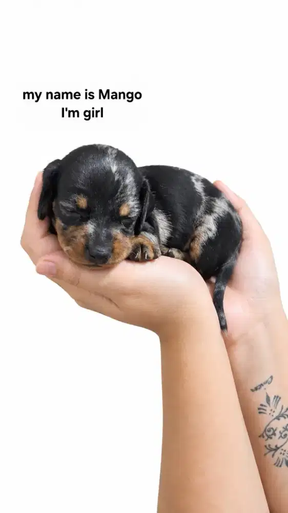 Anakan anjing tekel ( pure )