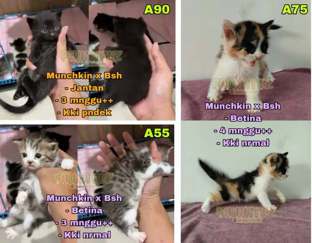 Kucing Bsh x Munchkin