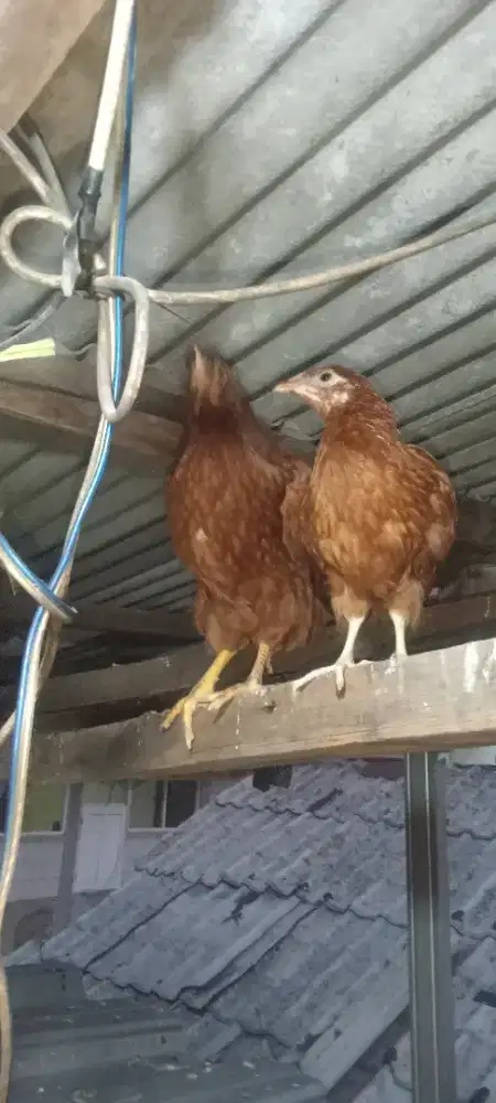 Ayam merah 2 ekor