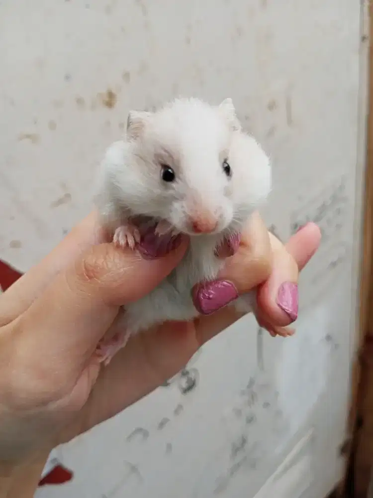 Anak Hamster Syrian