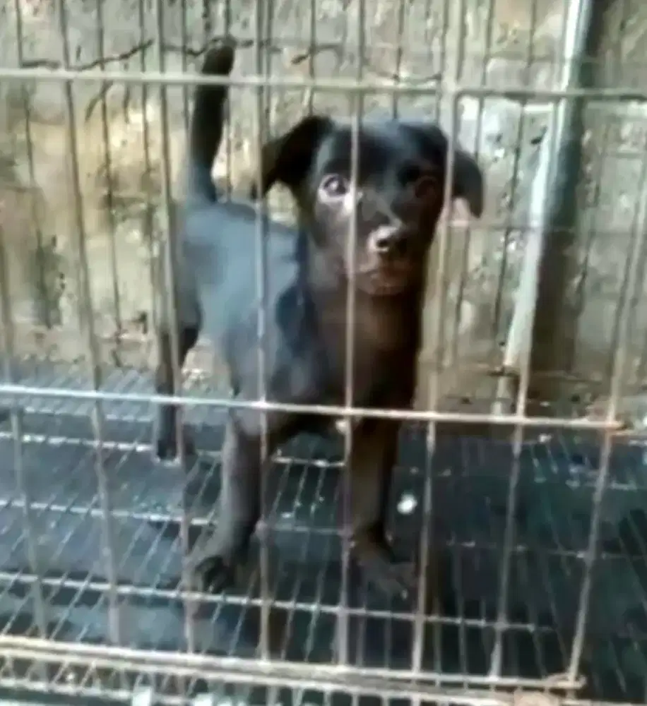 Blacky anakan sehat