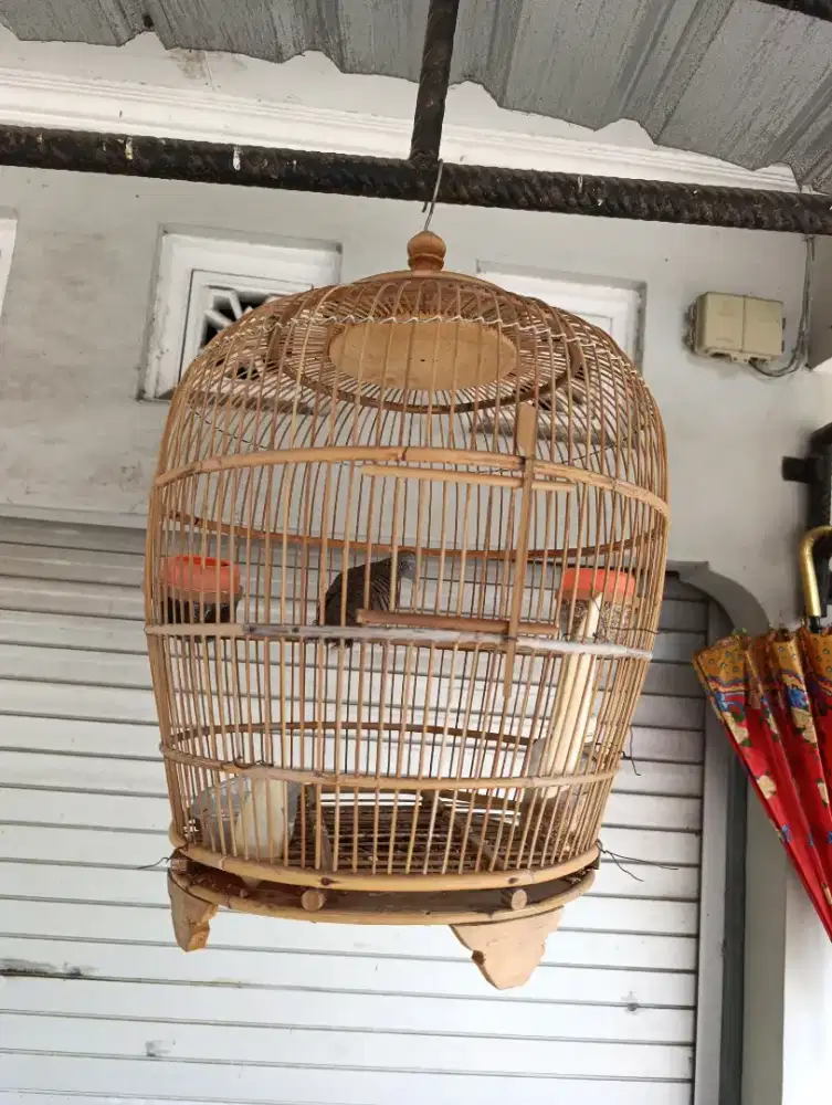 DI JUAL BURUNG PERKUTUT