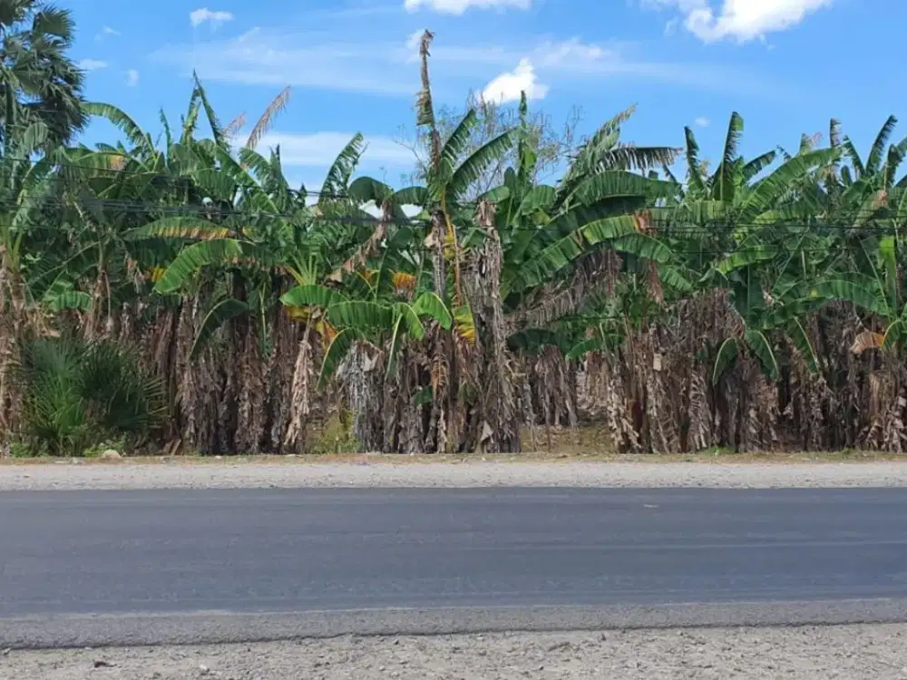DIJUAL TANAH KOSONG DIJLN TRANS TIMOR LESTE