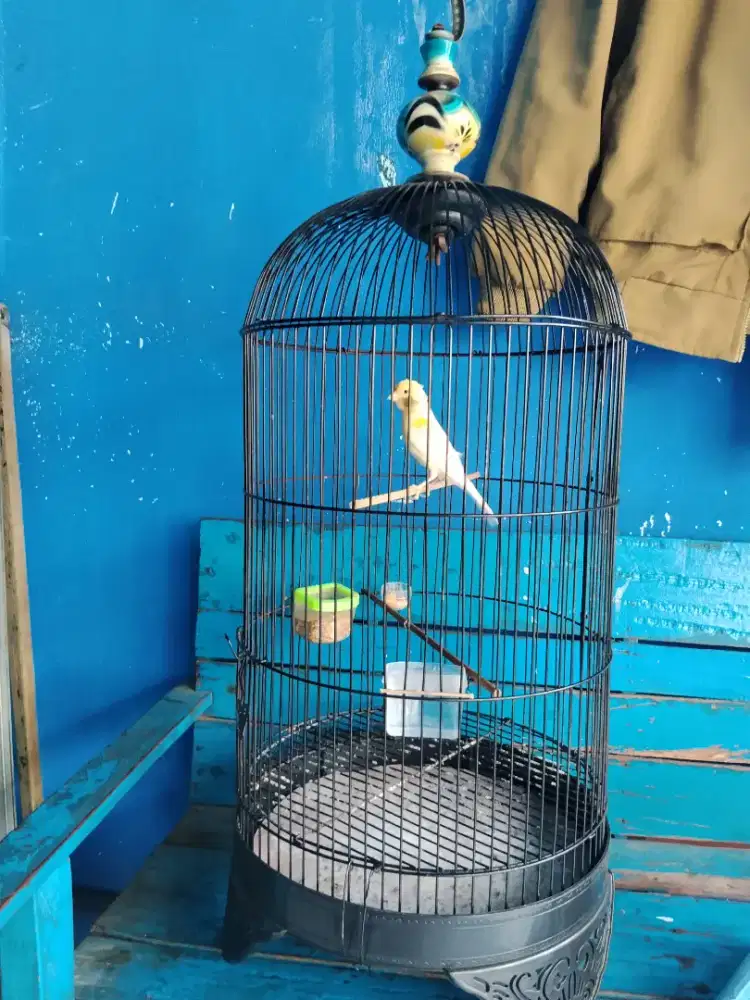 Burung kenari fulset