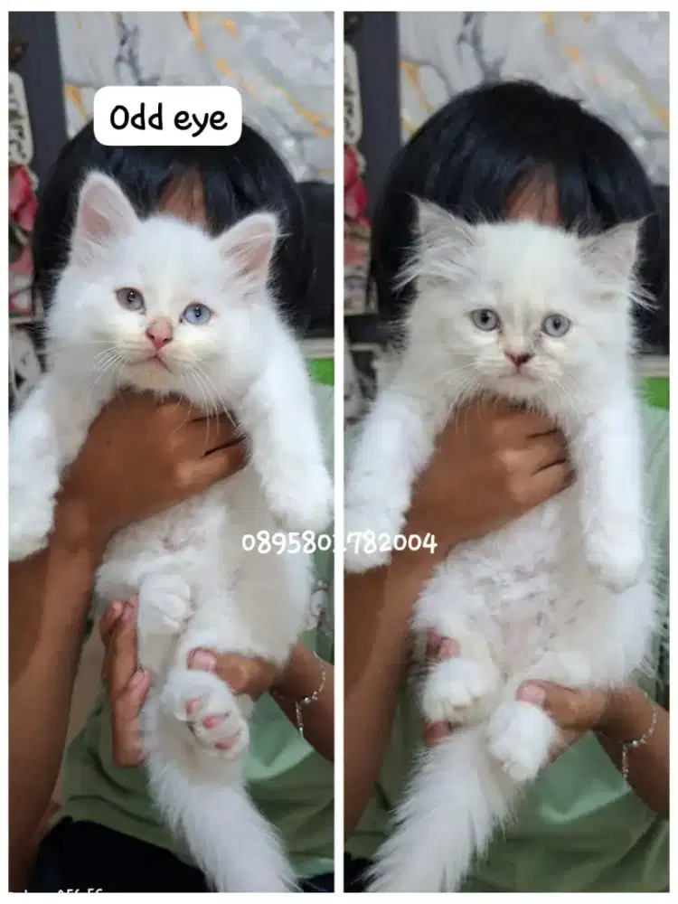 kucing persia jantan/kitten persia betina