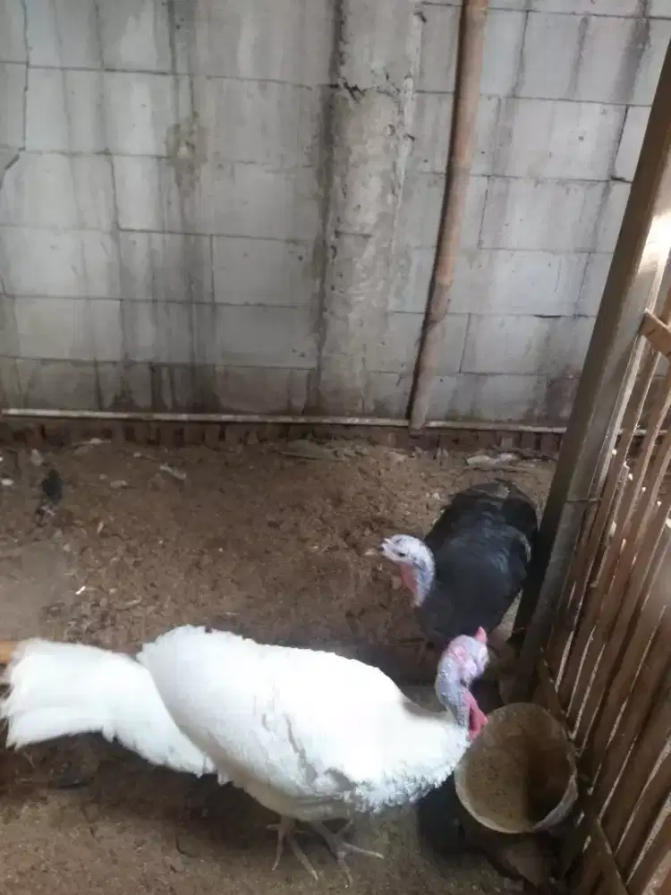 Kalkun dewasa sepasang siap kawin