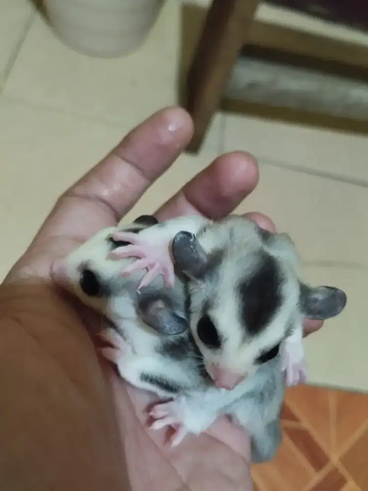 Sugar glider mozaik ringtail