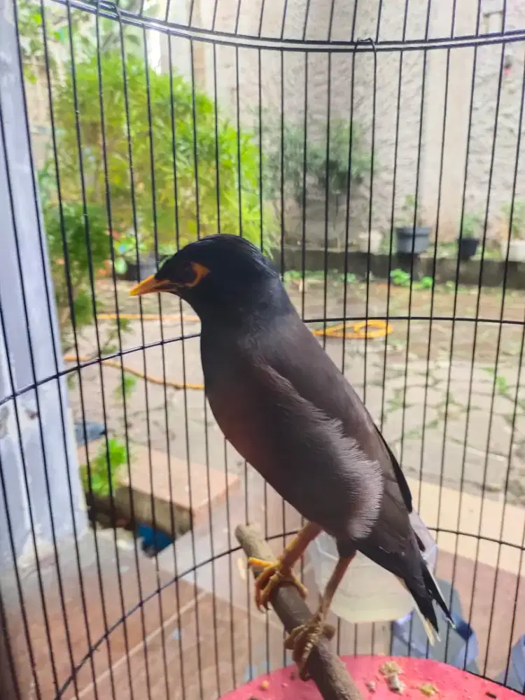 Burung jalak gacor deker