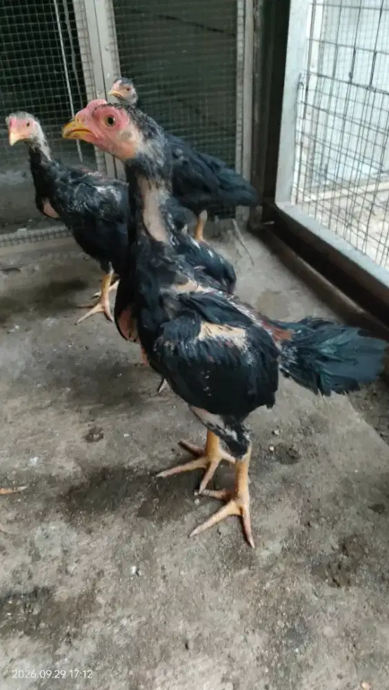 Anak Ayam Ekor Lidi Original umur 3bln