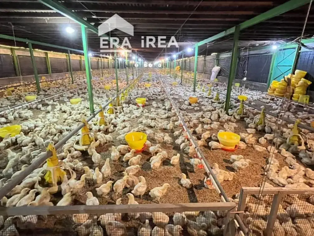 TANAH DAN KANDANG AYAM DIJUAL DI SOLO UTARA DEKAT RING ROAD MOJOSONGO