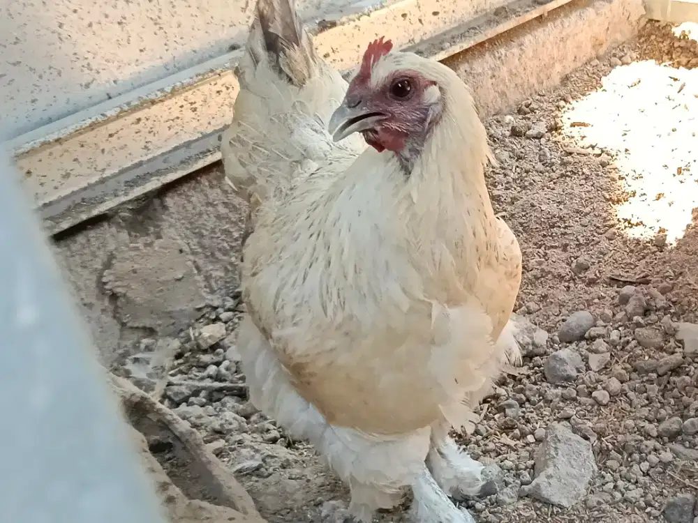 Ayam Betina Cantik-Cantik