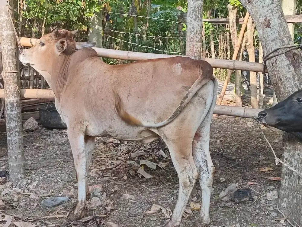 Sapi / lembu aceh