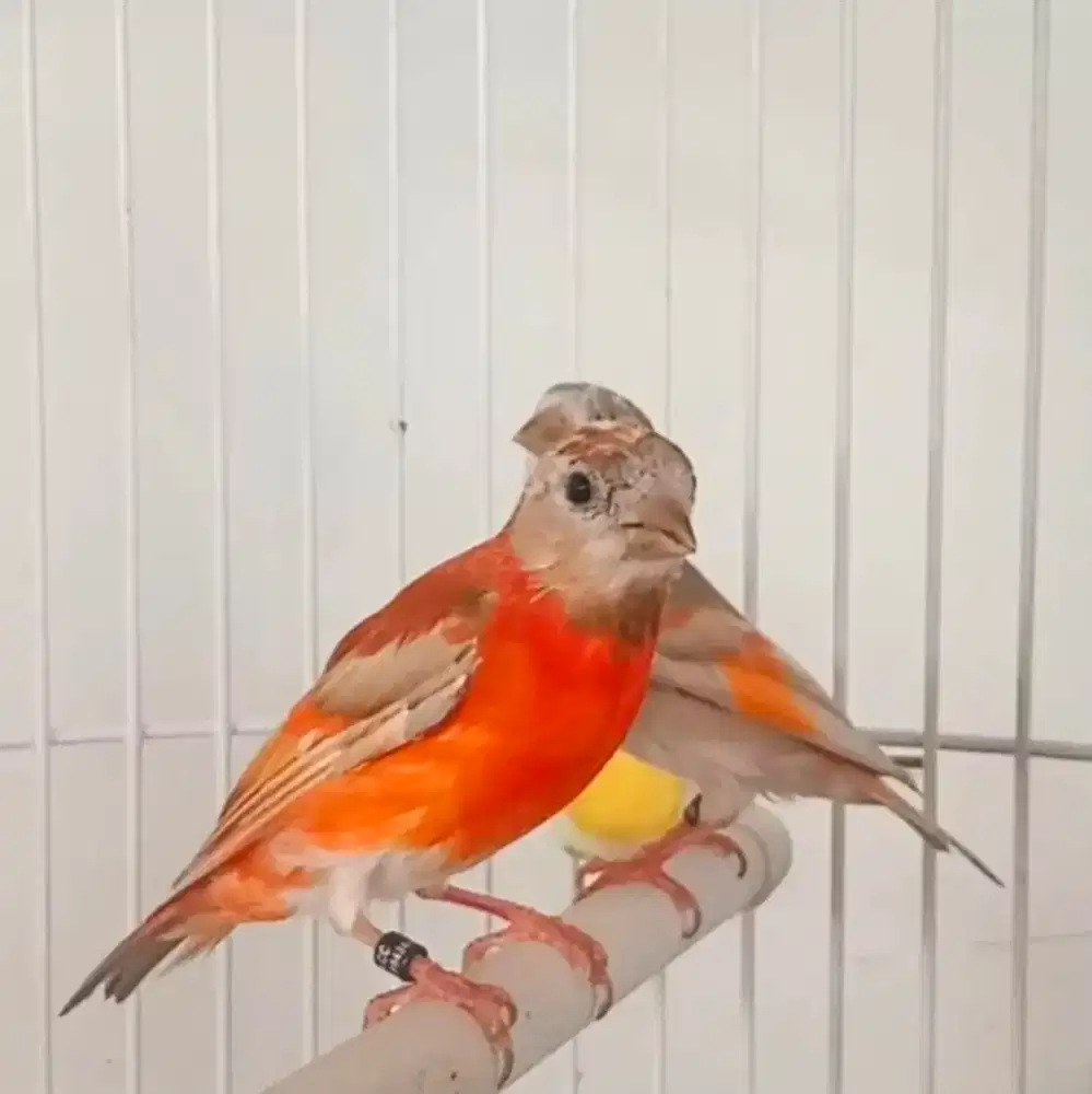JUAL RED SISKIN DOUBLE DELUTE — SEPASANG SIAP PRODUKSI!