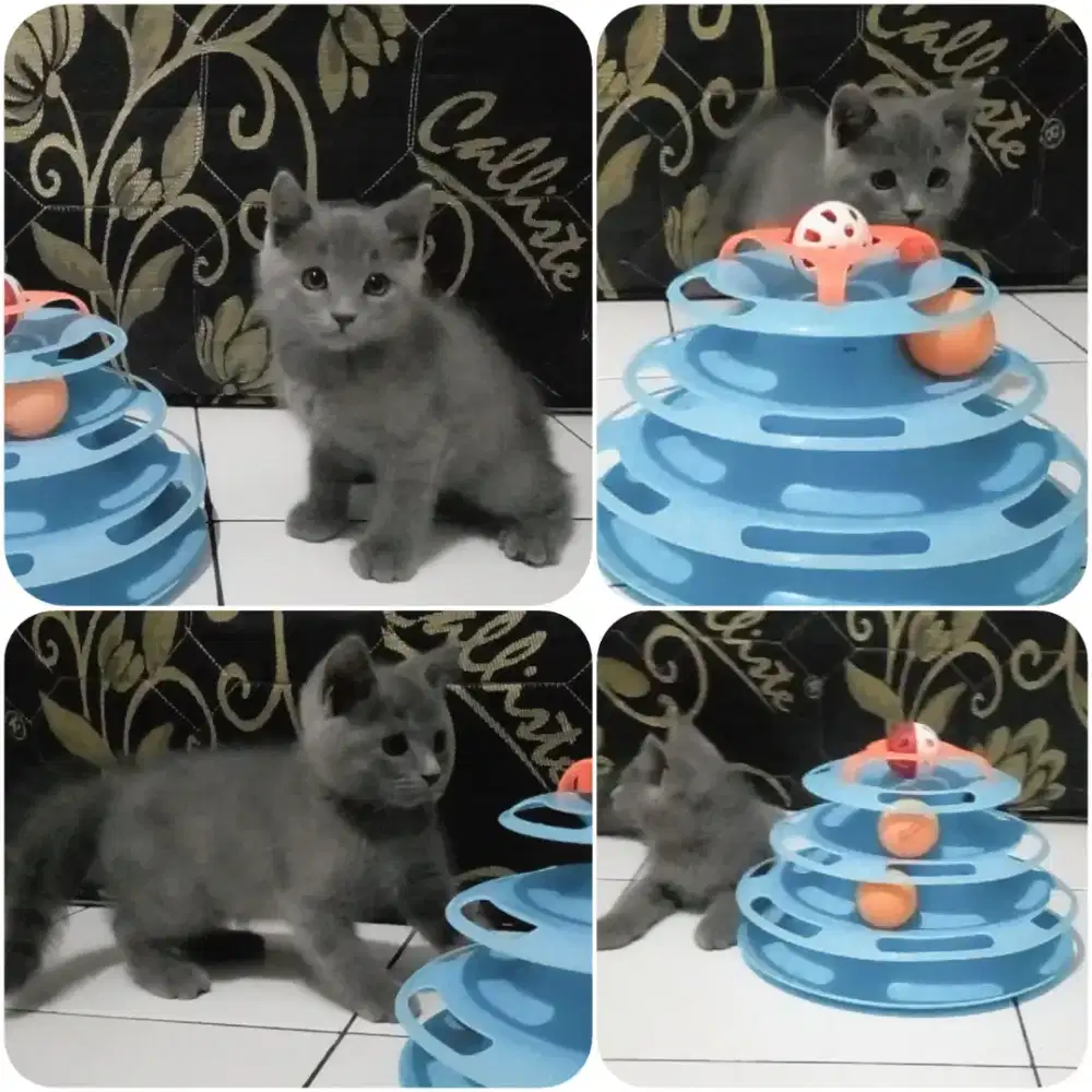 Kitten British short hair x Persia
