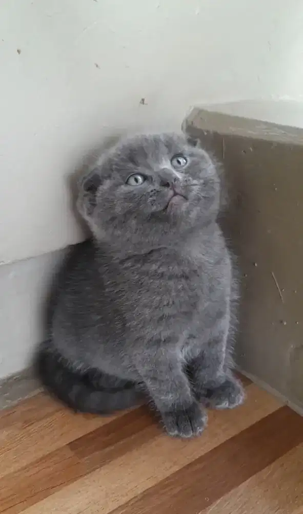 Kitten scottish fold