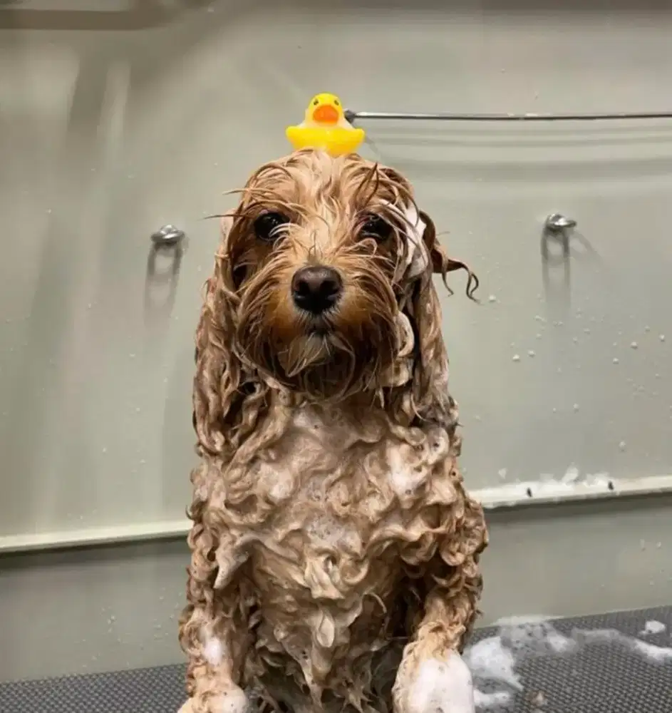 GROOMING ANJING