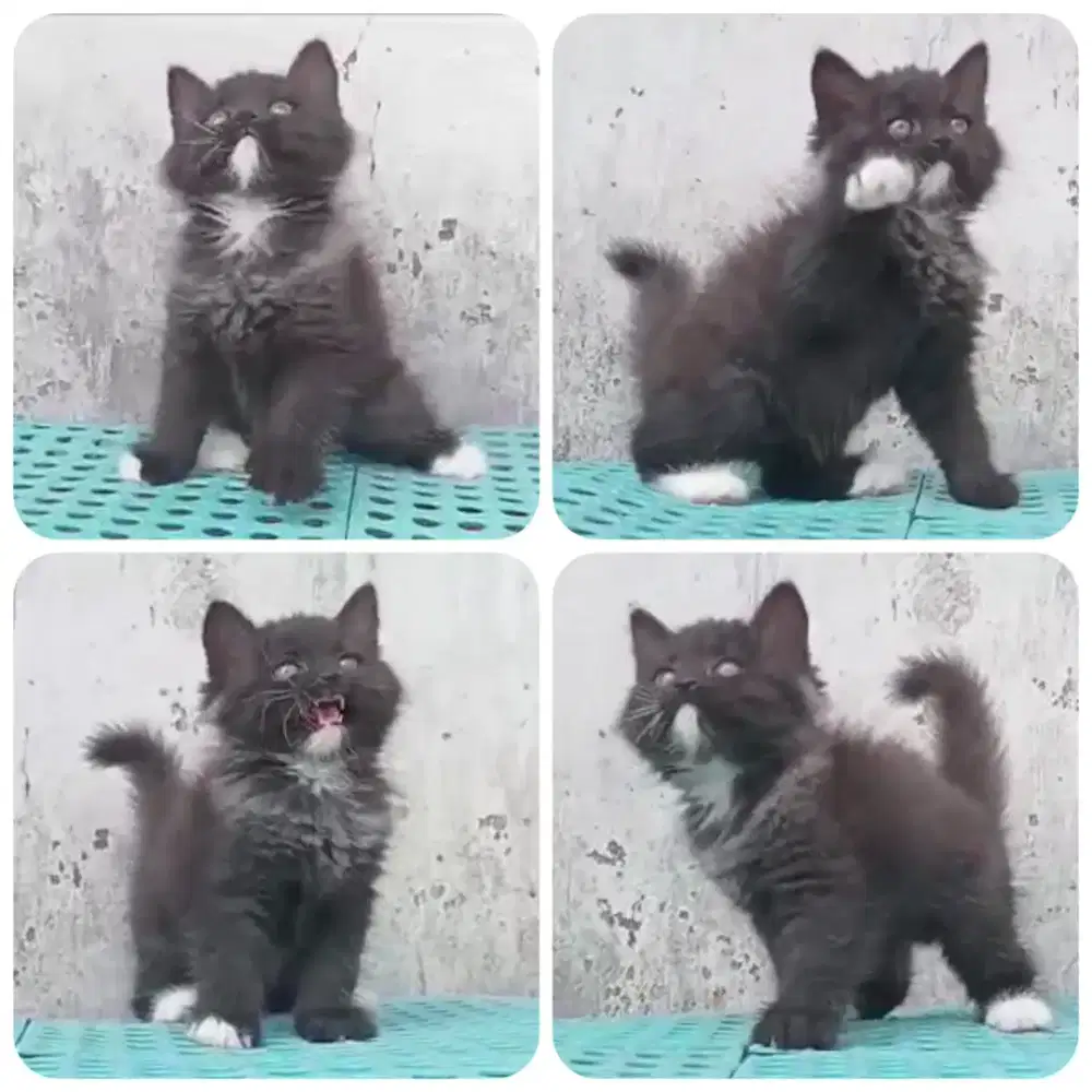 Kitten British shor hair x Persia