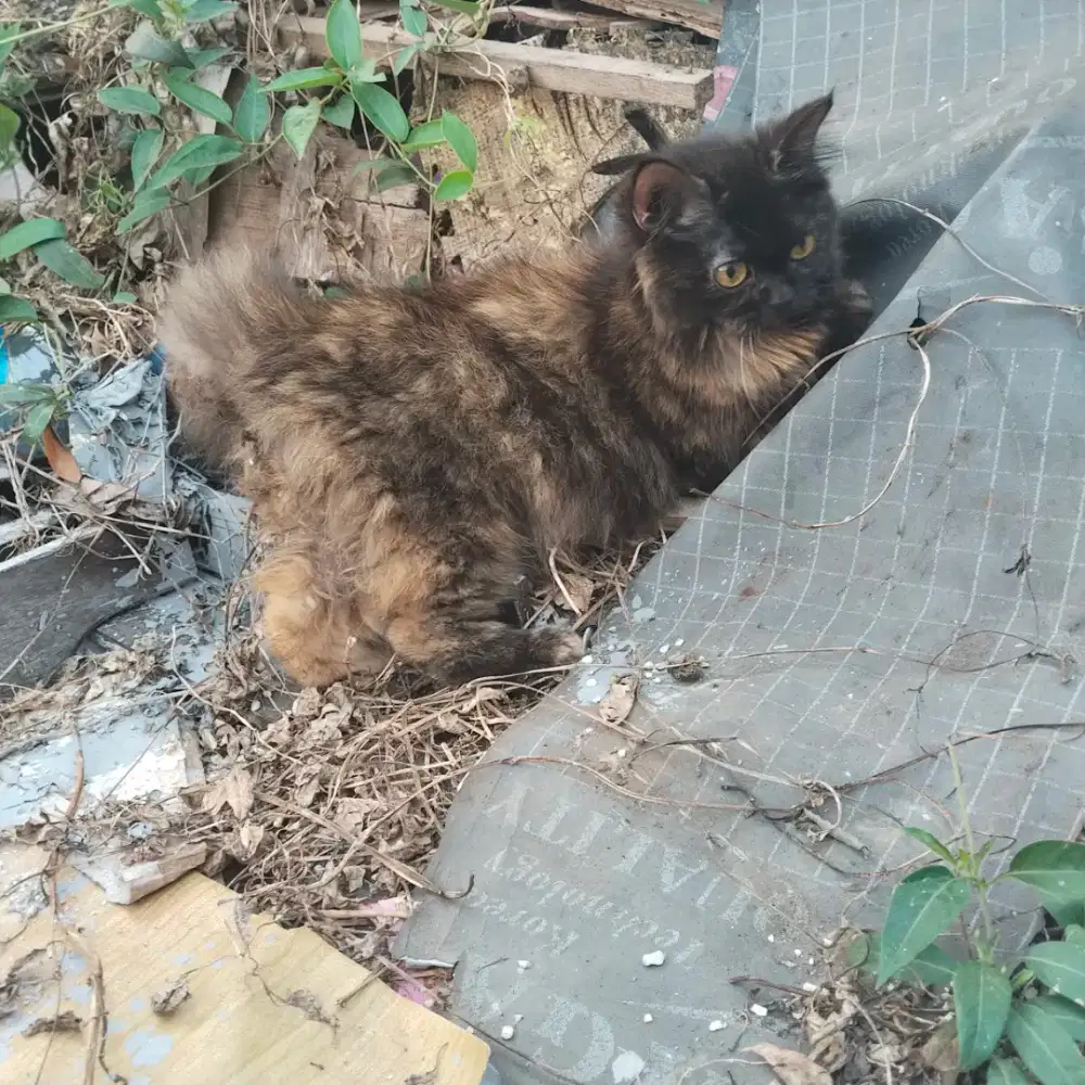 Kitten munckin ns betina