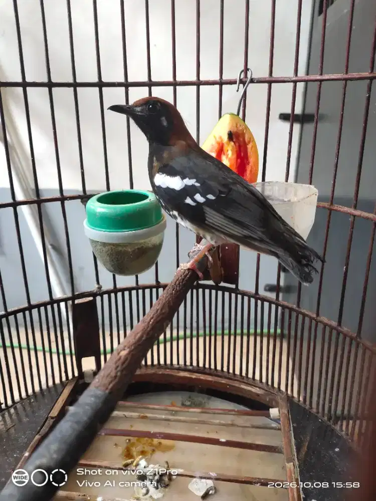 Jual Anis kembang jalu