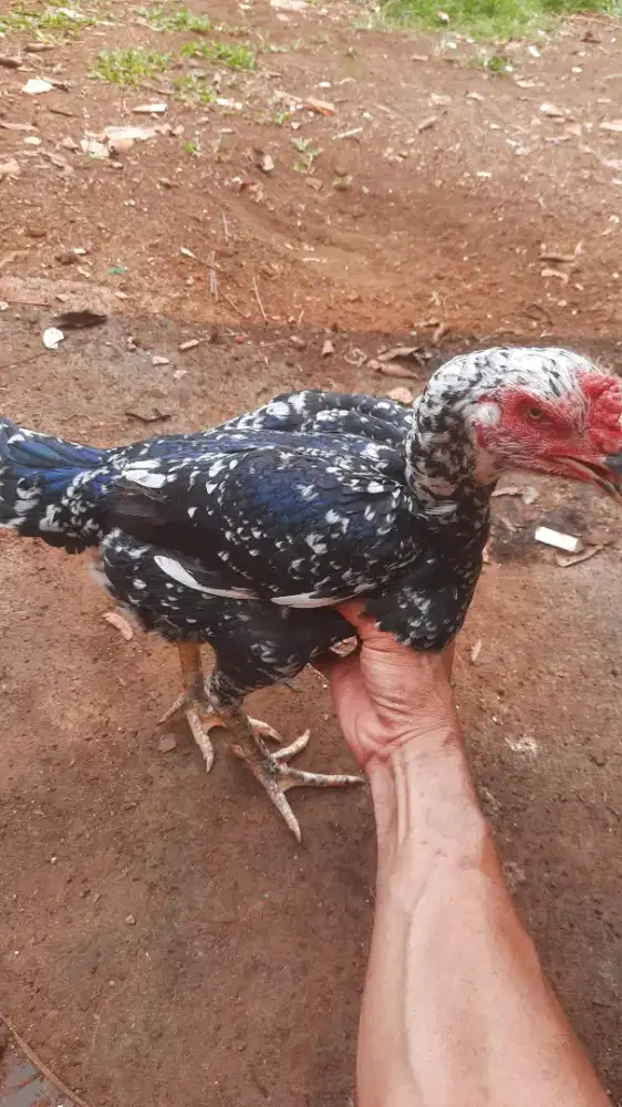 Ayam bangkok betina brumbun
