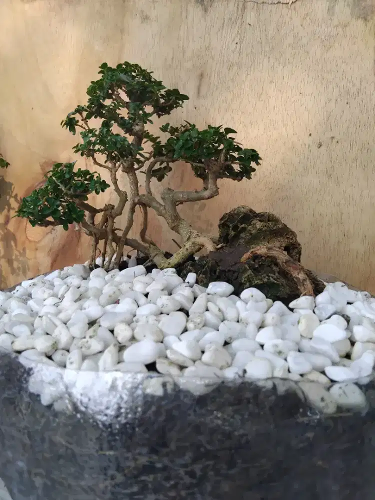 Jual bonsai ukuran mami