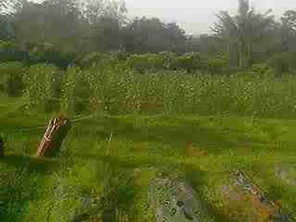 Tanah Kebun Dijual Murah di Ciater Jalan Cagak Subang
