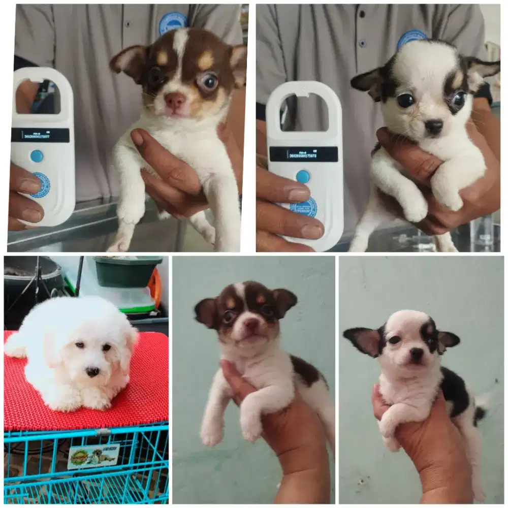 Anakan chihuahua 1.5 bln stb vaksin