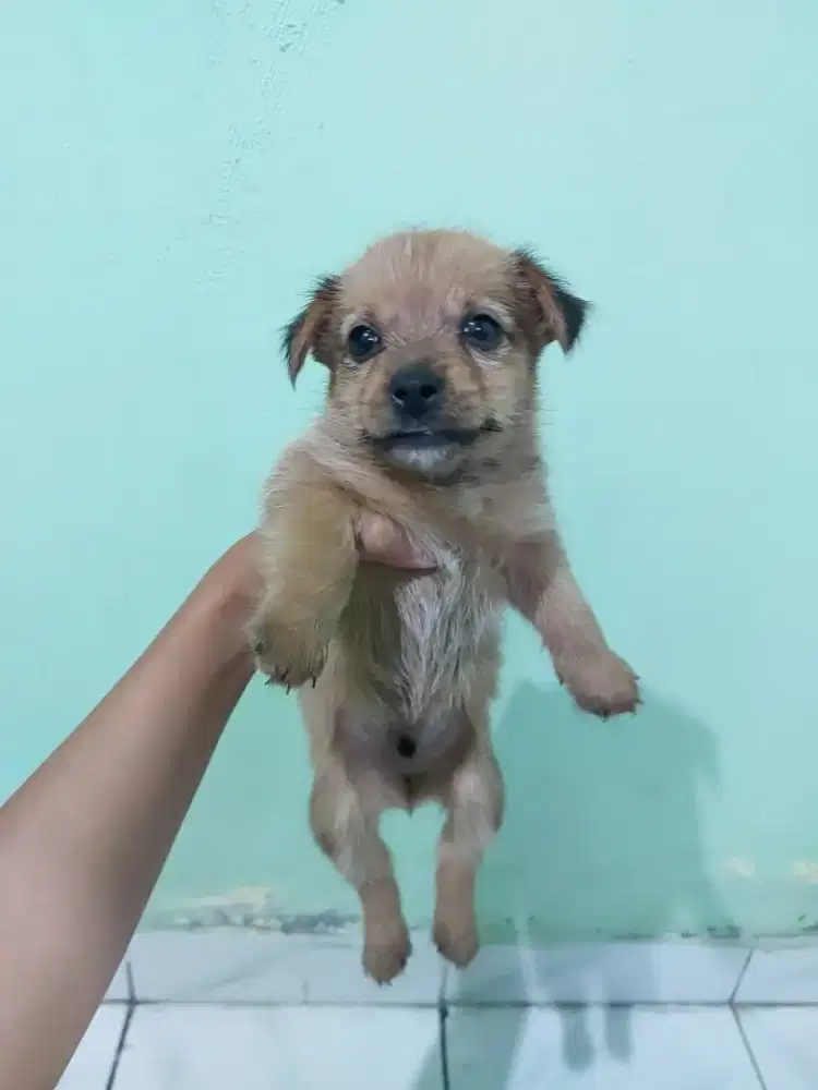 Anjing mix ras kecil