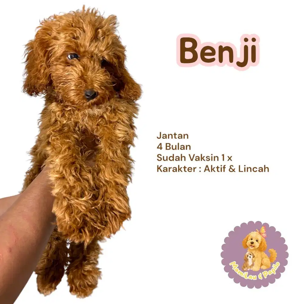 Anak Anjing Poodle 4 bulan jantan sudah vaksin