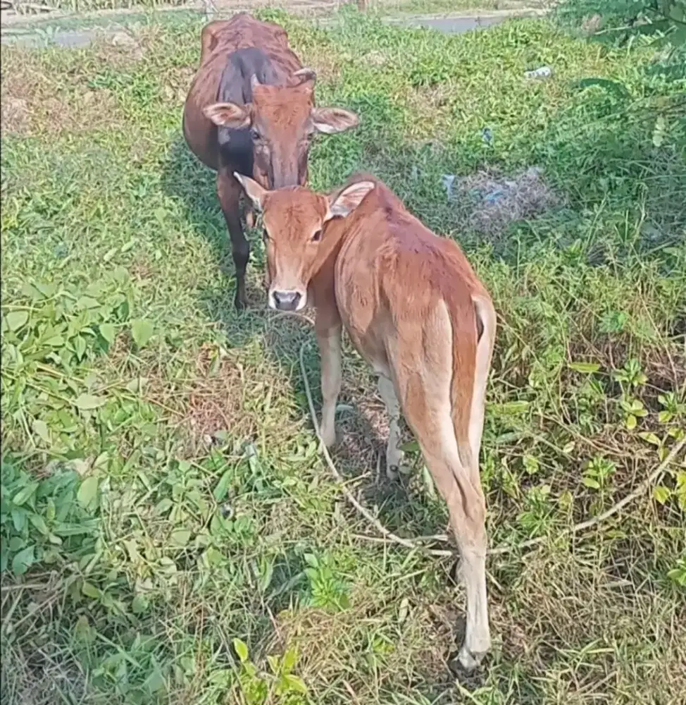 Sapi /lembu aceh