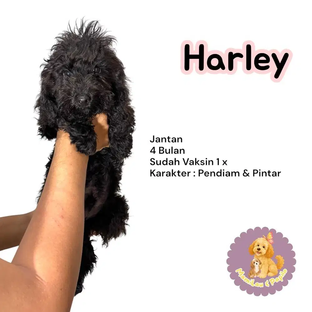 Anak Anjing Poodle usia 4 bulan jantan sudah vaksin
