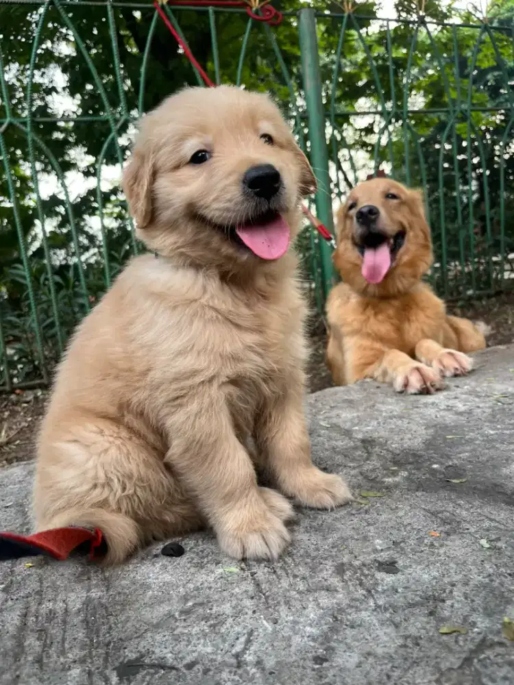 Anak Anjing Golden Retriever Jantan