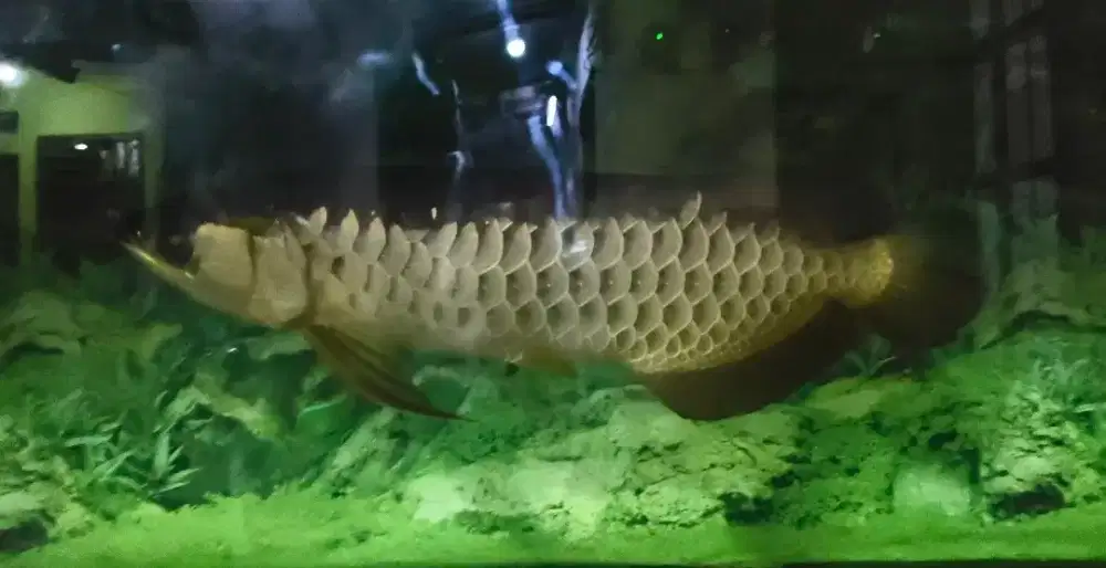 Ikan predator Arwana Golden Red/Red Tail Golden (RTG) 45cm