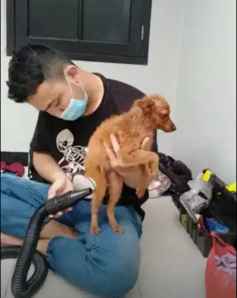 LOWONGAN GROOMER HEWAN