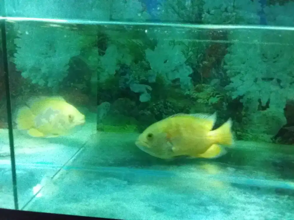 Ikan dan lain nya