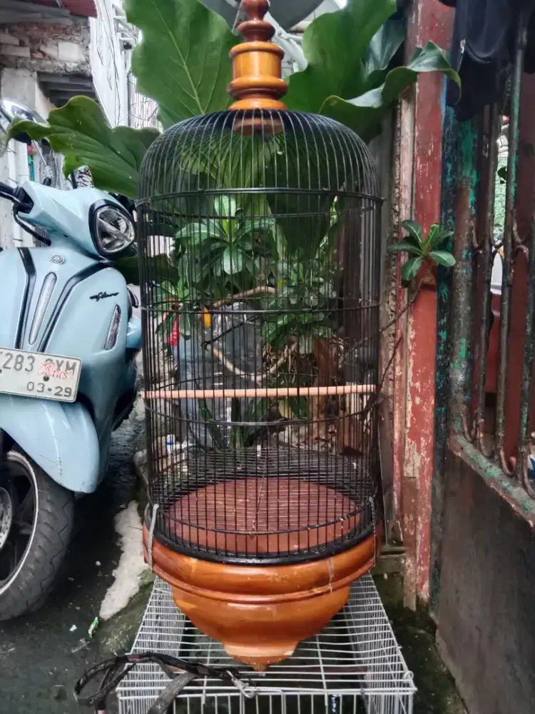 Kandang lb jati
