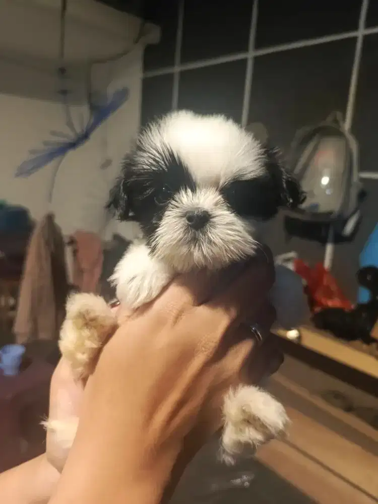 Shihtzu Pure Panda
