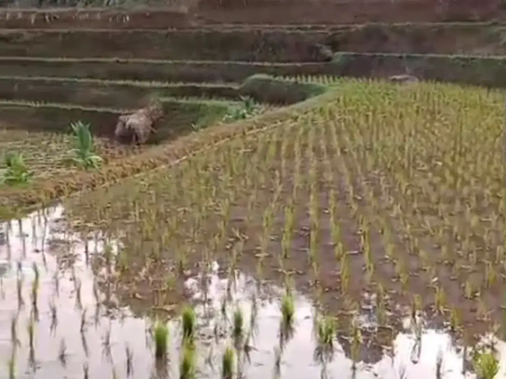 Tanah sawah subur Ciwangi limbangan garut