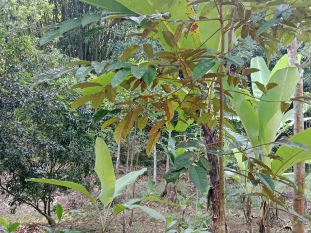 Tanah kebun Cikole Cinalaka cocok utk kebun duren