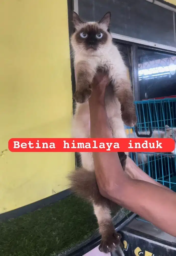 Kucing persia himalaya induk