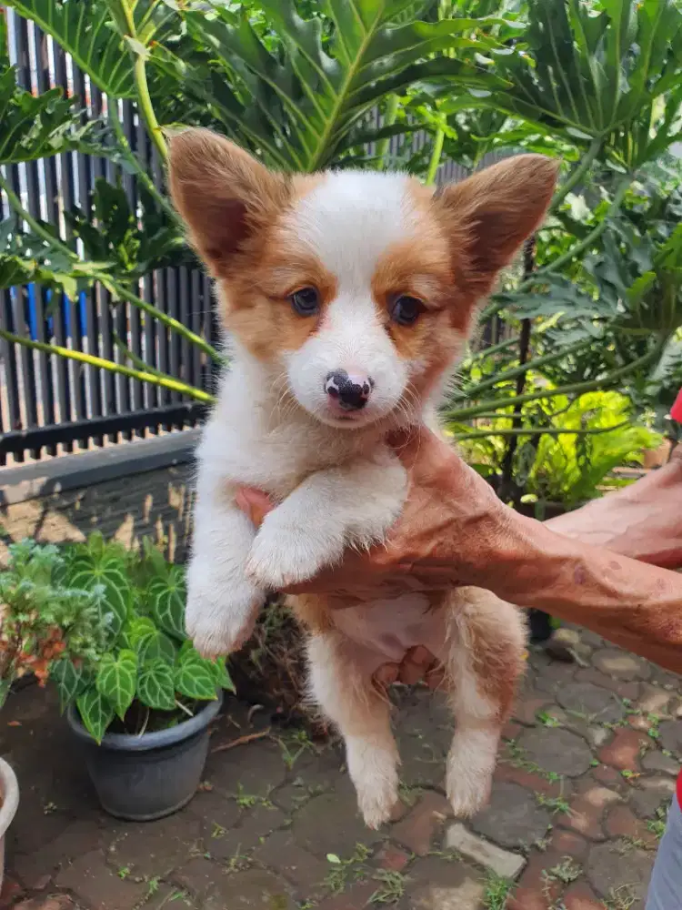 Jual Welsh Corgi Sable Betina