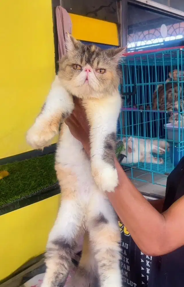 Kucing persia peacnose extream Betina